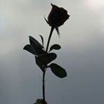 Anastasia Rodríguez - Instagram Profile Picture of Anastasia Rodríguez (@anastasiaaa._99) on Instagram