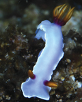 Profile Picture of Thorunna puniceaon Wikipedia