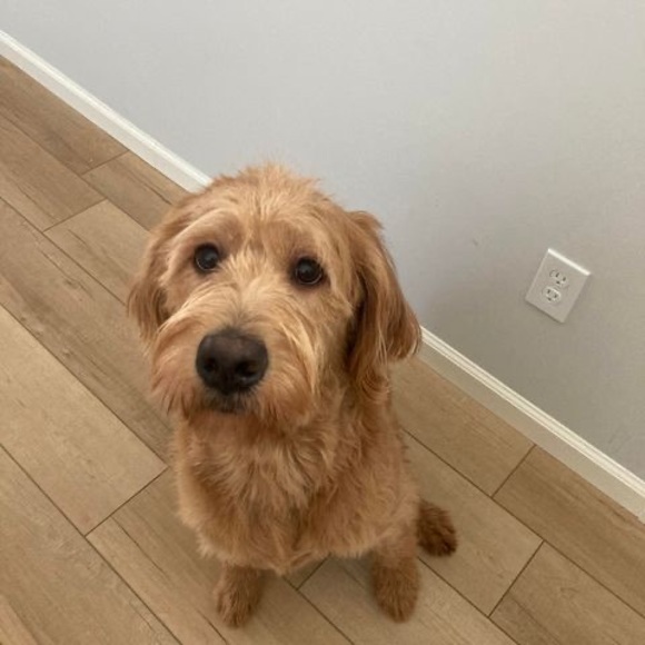 Profile Picture of Olivia Parsons (@obpdogsrule) on Poshmark