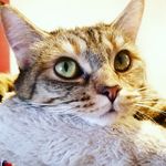 Profile Picture of Nala Vision & Athena Luna (@nala.athena) on Instagram