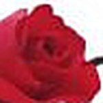 Profile Picture of Carlos Sam Bento (@carlos sam bento) on Flickr