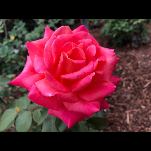 Profile Picture of Mico Perlas (@ximpv65) on Poshmark