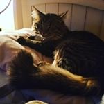 K'aila Wright - Instagram Profile Picture of K'aila Wright (@kay_kay236) on Instagram