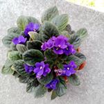 Profile Picture of Laura Giordano (@laura.giordano.399041) on Instagram