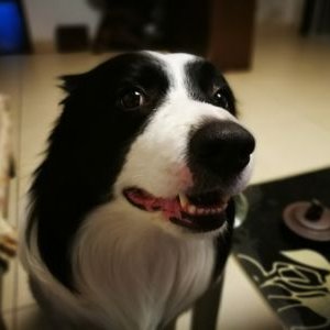 Profile Picture of Qingyun Liu (@KaiyuanQingyun) on Twitter