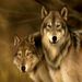 Profile Picture of Skyler Hans (@wolflace98) on Pinterest