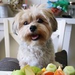 Profile Picture of Kirby (@kirbythemorkie) on Instagram