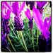 Profile Picture of Hannah Tobin (@hannahtobin) on Pinterest