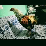 Profile Picture of Gallero Alcala Arredondo (@gallero.alcala.arredondo) on Facebook