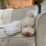 penny lucas - Instagram Profile Picture of penny lucas (@pen.pen.the.pup) on Instagram