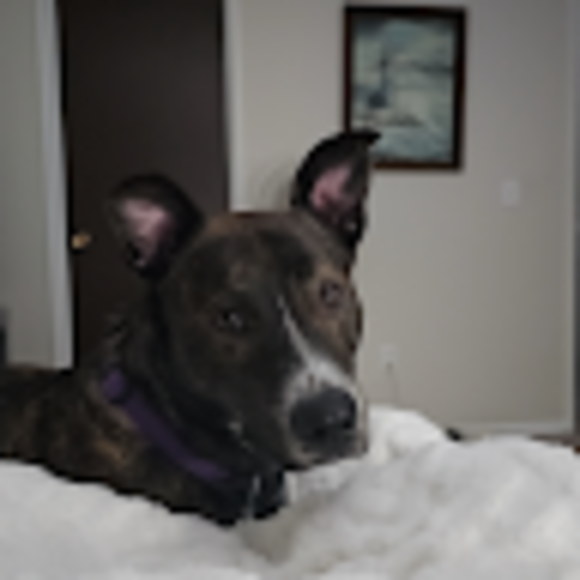 Profile Picture of Megan Sheredy (@megansheredy) on Poshmark