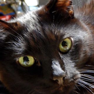 Profile Picture of David Downs (@vintagecrow) on Facebook