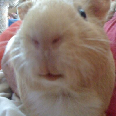 Profile Picture of Lisa Dunleavy (@lisadunleavy) on Twitter