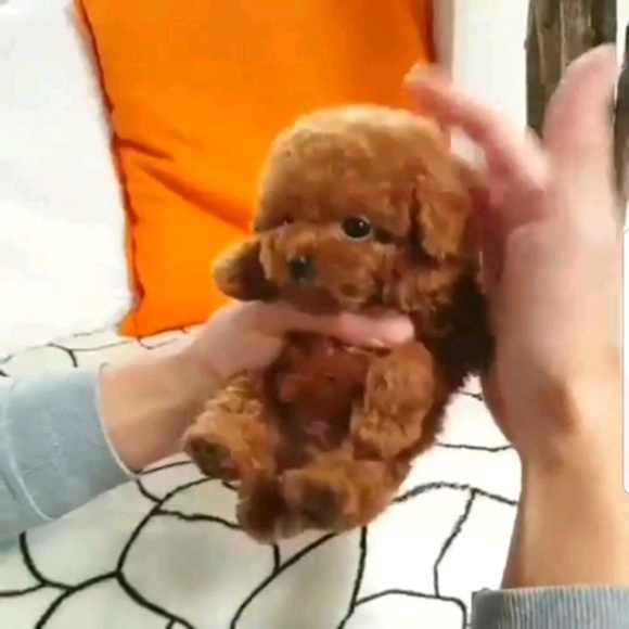 Profile Picture of Minju Kim (@kimmin0718ju) on Poshmark