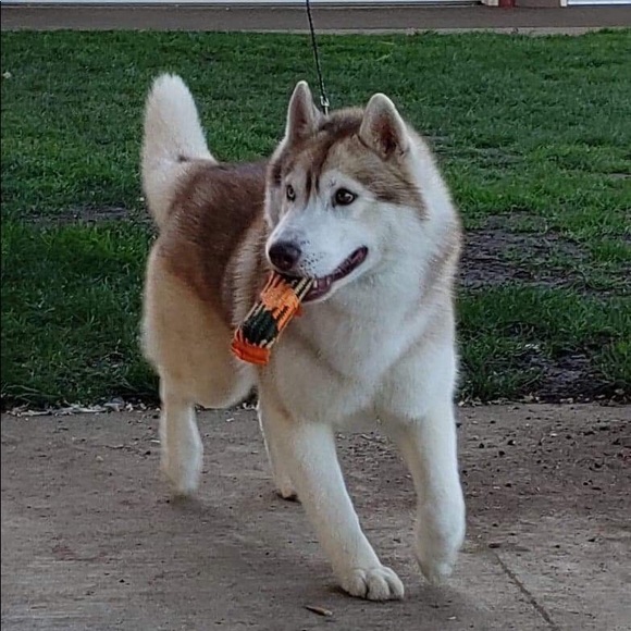 Profile Picture of Jamesa Maulden (@syntari) on Poshmark