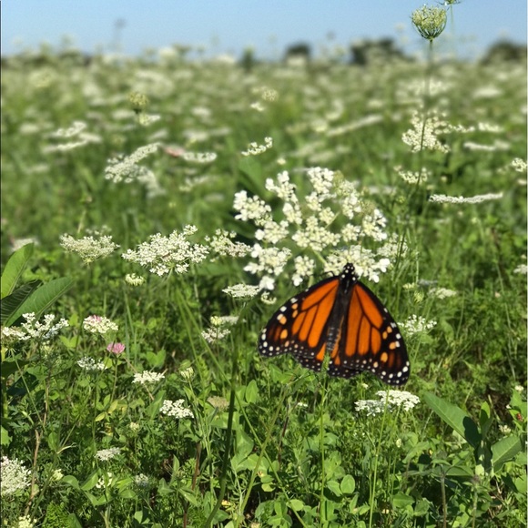 Profile Picture of Maxine Edghill (@rumaxe1) on Poshmark