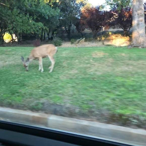 Profile Picture of Lidia Scheffey (@lidia53) on Poshmark