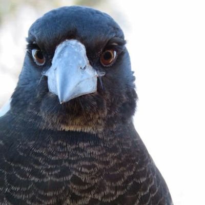 Profile Picture of Cheryl Sanders (@t01132715) on Twitter