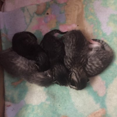 Profile Picture of Jacob Penner (@JacobPe28614829) on Twitter