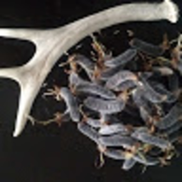 Profile Picture of Janice Sandeen (@rhythmofjanice) on Poshmark