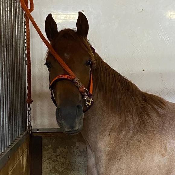 Profile Picture of Annie Dessureault (@rubiolook) on Poshmark