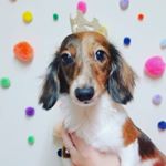 Profile Picture of Jennifer Goins - Doxie (@doxie_starlove) on Instagram