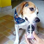 Profile Picture of Lucas T🐶 (@lucas_beagle29) on Instagram