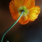 Profile Picture of akai (@akairay) on Instagram