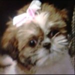 Profile Picture of Jennie Matthews (@teeny_minnie) on Instagram