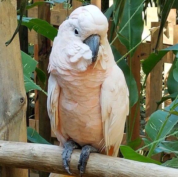 Profile Picture of Alex V (@alexvlassakeva) on Poshmark