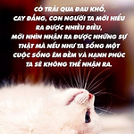 Profile Picture of Kim Ngan Lam Thi (@nganmeohn87) on Flickr