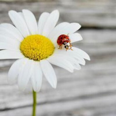 Profile Picture of Betty Jo Cummings (@BettyJoCummings) on Twitter