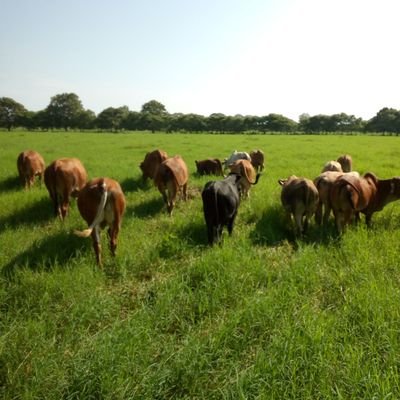 Profile Picture of Héctor René Pinto Cruz (@HctorRenPintoC1) on Twitter