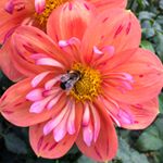 Profile Picture of Bryanna Vradenburgh (@travels.by.bry) on Instagram