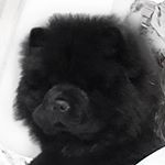 Profile Picture of Louis the Chow Chow (@louchowchow) on Instagram