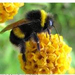 Profile Picture of Lisa McEvoy (@lisa.mcevoylovesbees) on Instagram