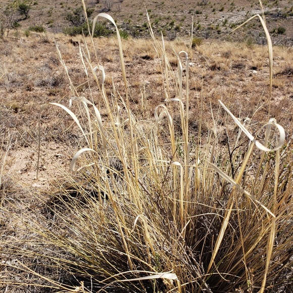 Profile Picture of Renae Cox (@renaecox) on Poshmark