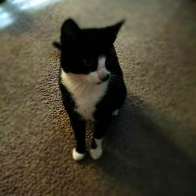 Profile Picture of Noel Wallace (@Nonowallace1987) on Twitter