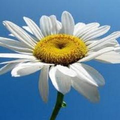 Profile Picture of Shelly Pate (@shellypate4) on Twitter