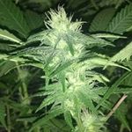 Profile Picture of custom_growtent420 (@cody_stotts_20) on Instagram