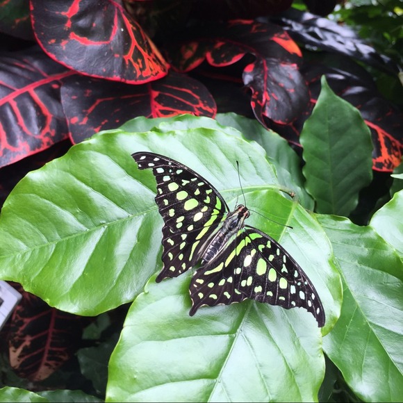 Profile Picture of Carmela Niverba (@carms22) on Poshmark