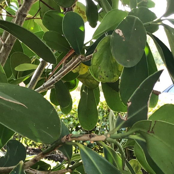 Profile Picture of Yakir Marelli (@ymarelli) on Poshmark