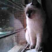 Profile Picture of Ivan So (@ivanso3310) on Youtube