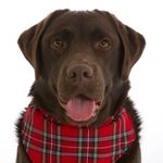 Profile Picture of Team Edward Labrador Rescue (@teamedwardlabradorrescue) on Instagram