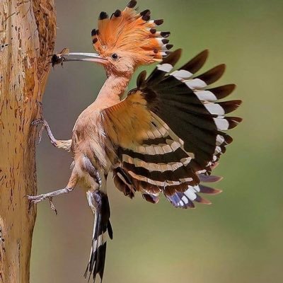 Profile Picture of Omar Albadri (@omaralbadri15) on Twitter