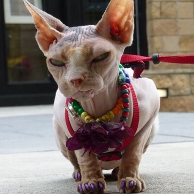 Profile Picture of Giguhl (@Giguhl) on Twitter