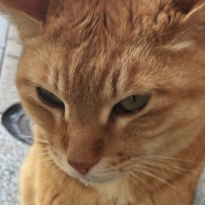 Profile Picture of ゆらぎ (@zF8P265PkwDRHEw) on Twitter