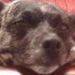 Profile Picture of Cindy Stearns Blommer (@cindyloub) on Pinterest
