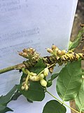 Profile Picture of Cuscuta compactaon Wikipedia