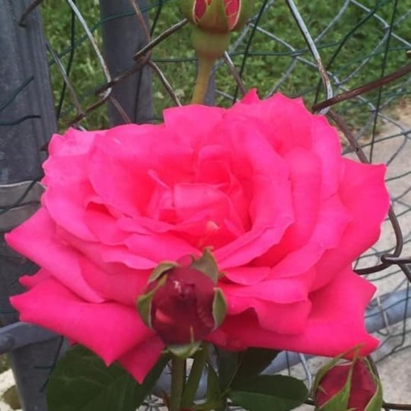 Profile Picture of Kimberly Shoemaker (@crest71) on Poshmark